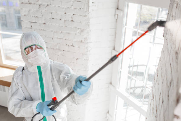 Best Mold Remediation for Vacation Homes  in Stinnett, TX